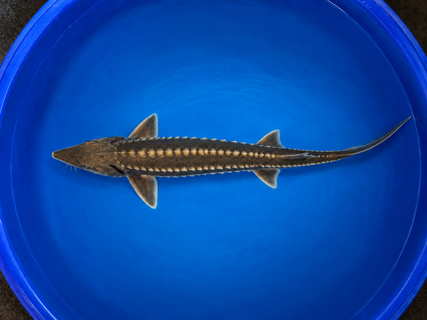 Steur (80 cm)