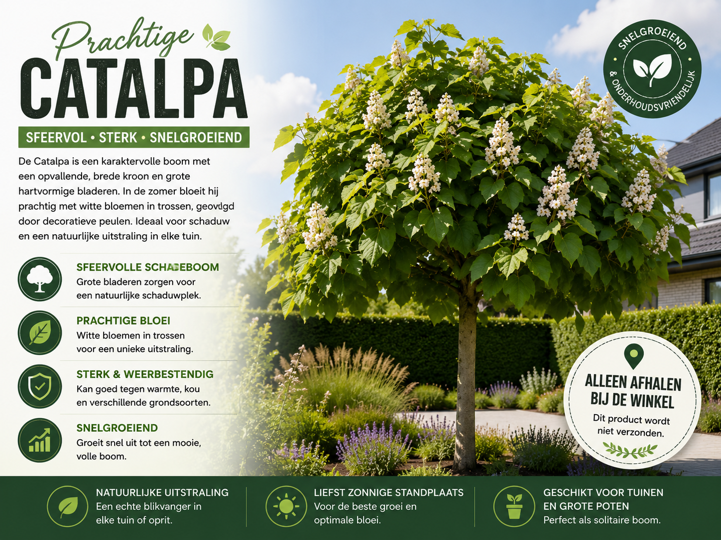 Prachtige Catalpa