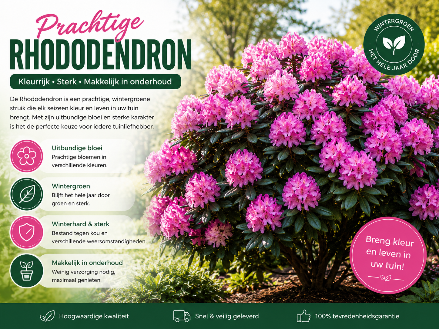 Rhododendron