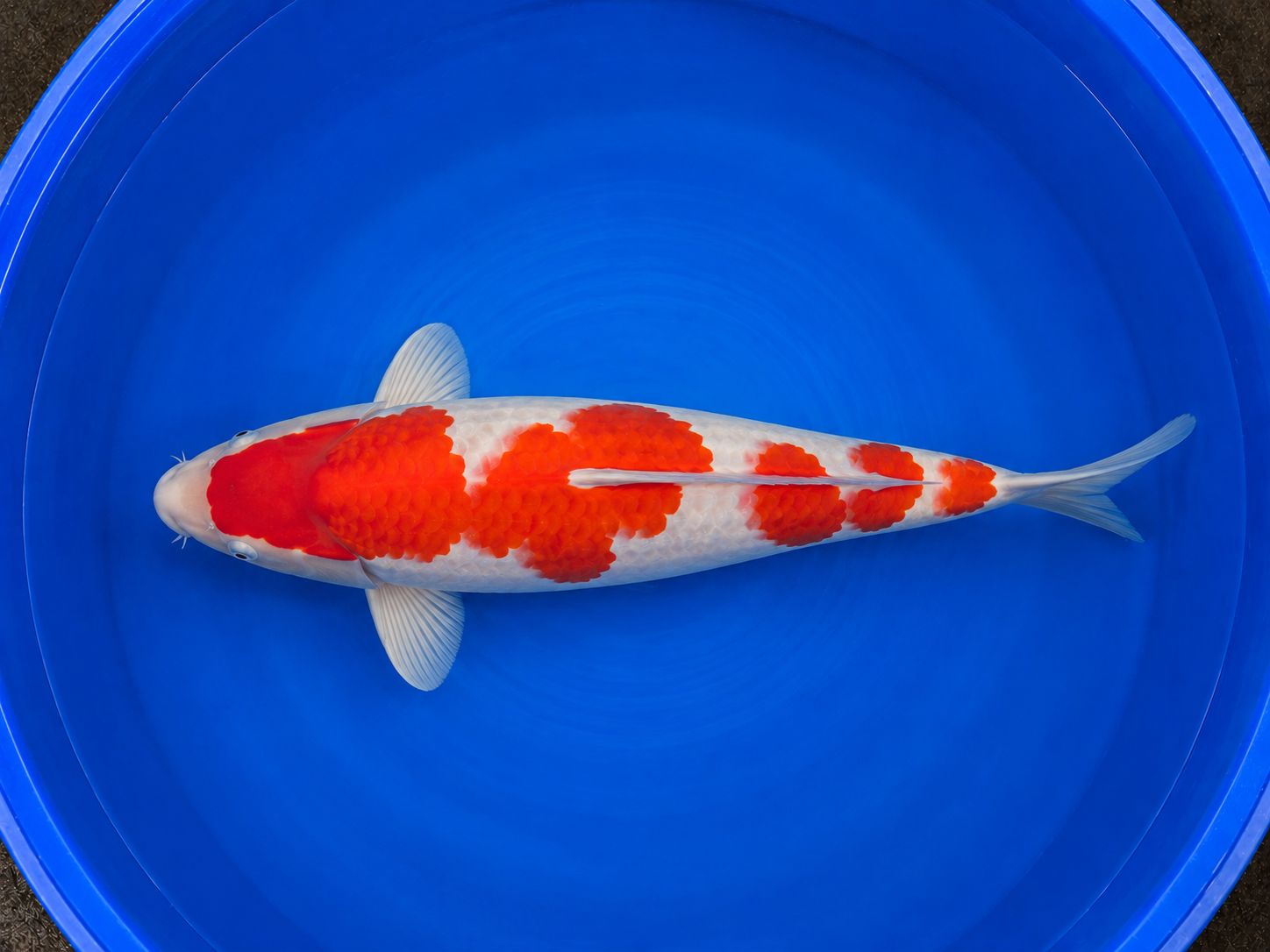 Kohaku 75 cm
