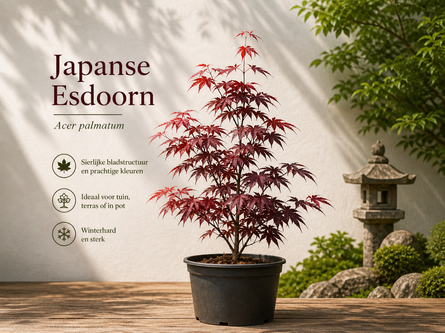 Sierlijke japanse esdoorn