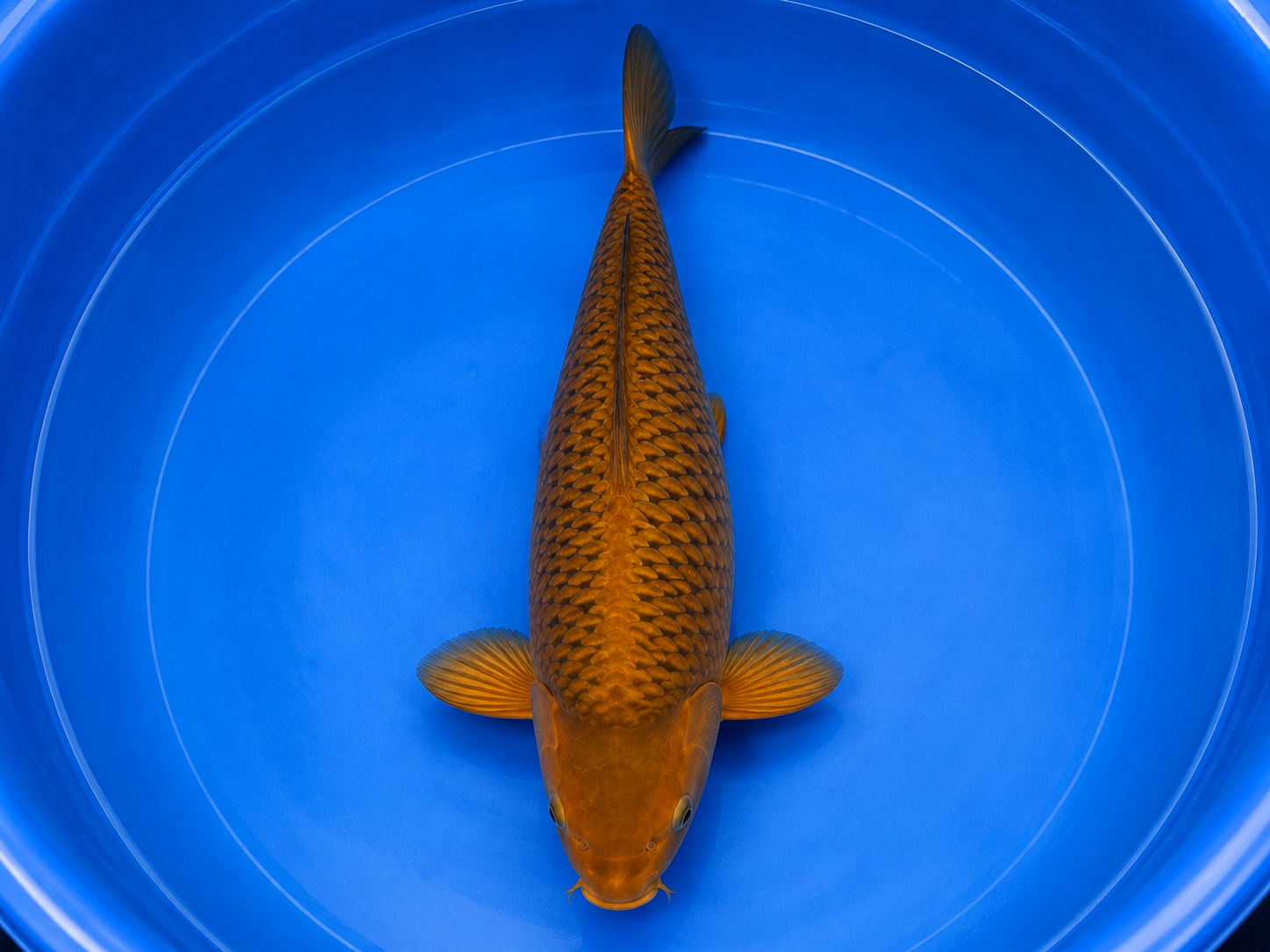 Chagoi 80 cm